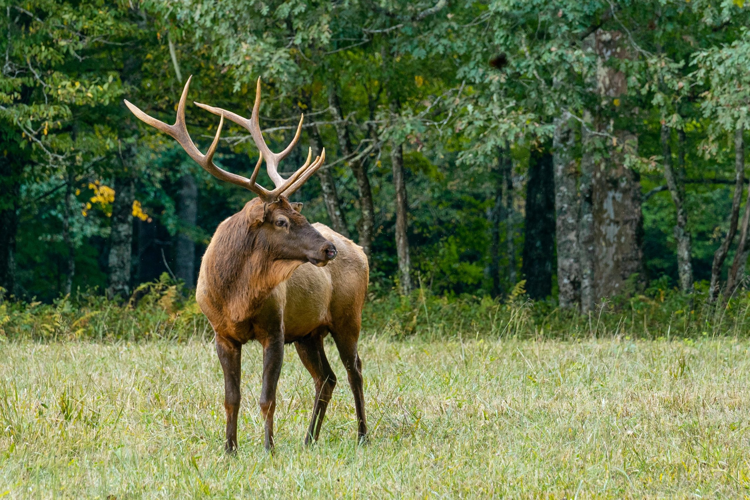 Brame du cerf